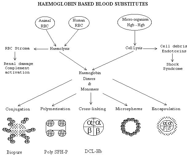 A diagram showing the haemoglobin based substitutes and how they are derived