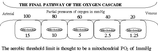 How does blood desaturate through the capillary? A diagram of the oxygen cascade from arterial blood to the mitochondrion