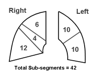 A schema of the lungs showing the relative contribution of each lobe