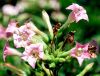 Nicotiana tabacum