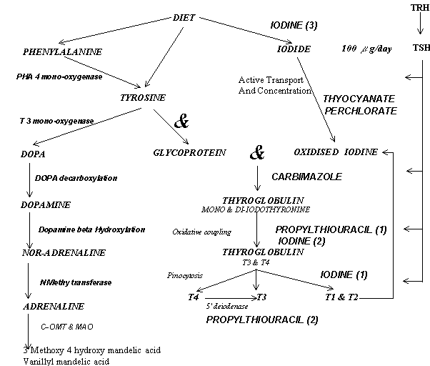Overview of Thyroid Physiology Complex diagram detailing tyrosine and iodine metabolism