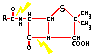 penicillin molecule