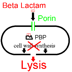 beta lactam