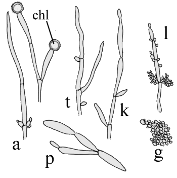 Sketch showing a variety of different species, some branching, others not; some even yeast-like