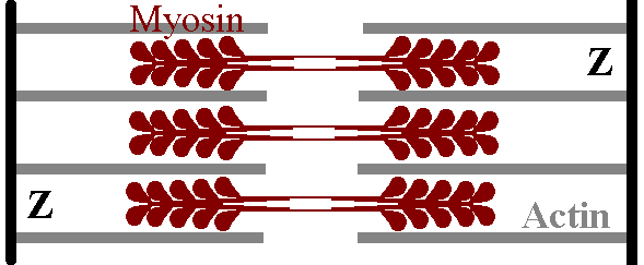 Schema showing how myosin bridges between two sets of actin filaments