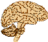 picture of brain