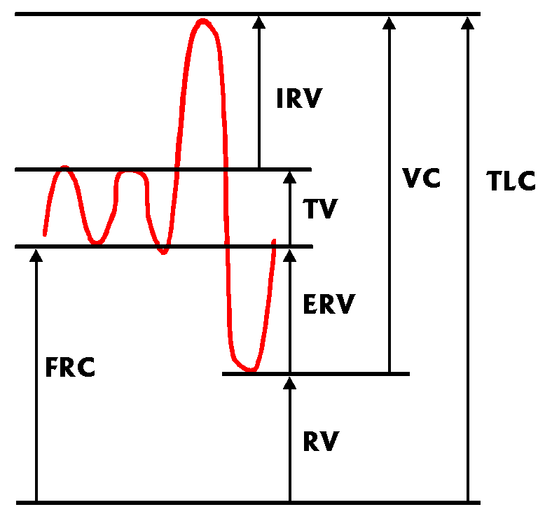 Picture of
        lung volumes