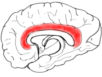 the anterior portion is probably concerned with pain perception.