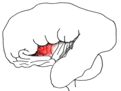 the anterior portion is probably concerned with pain perception.