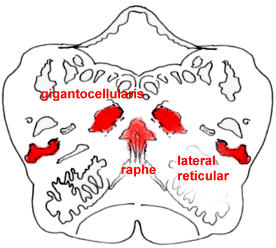 Medulla Nuclei