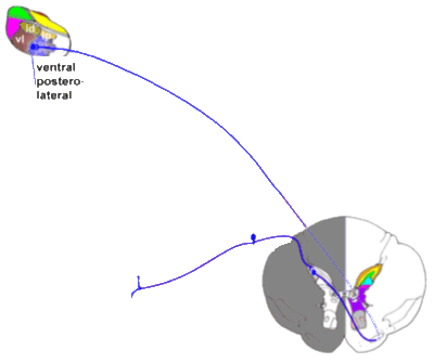 Neospinothalamic tract