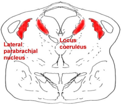 Picture of a section through the pons