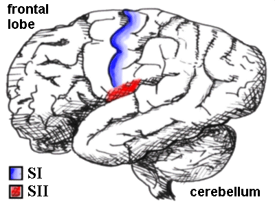human brain diagram. The human brain seen from the