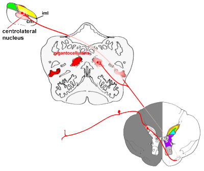 Spinal-reticular-thalamic connections