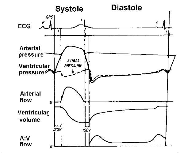 Wiggers diagram relates ECG, pressures, flows and other cardiac events on a common TIME axis